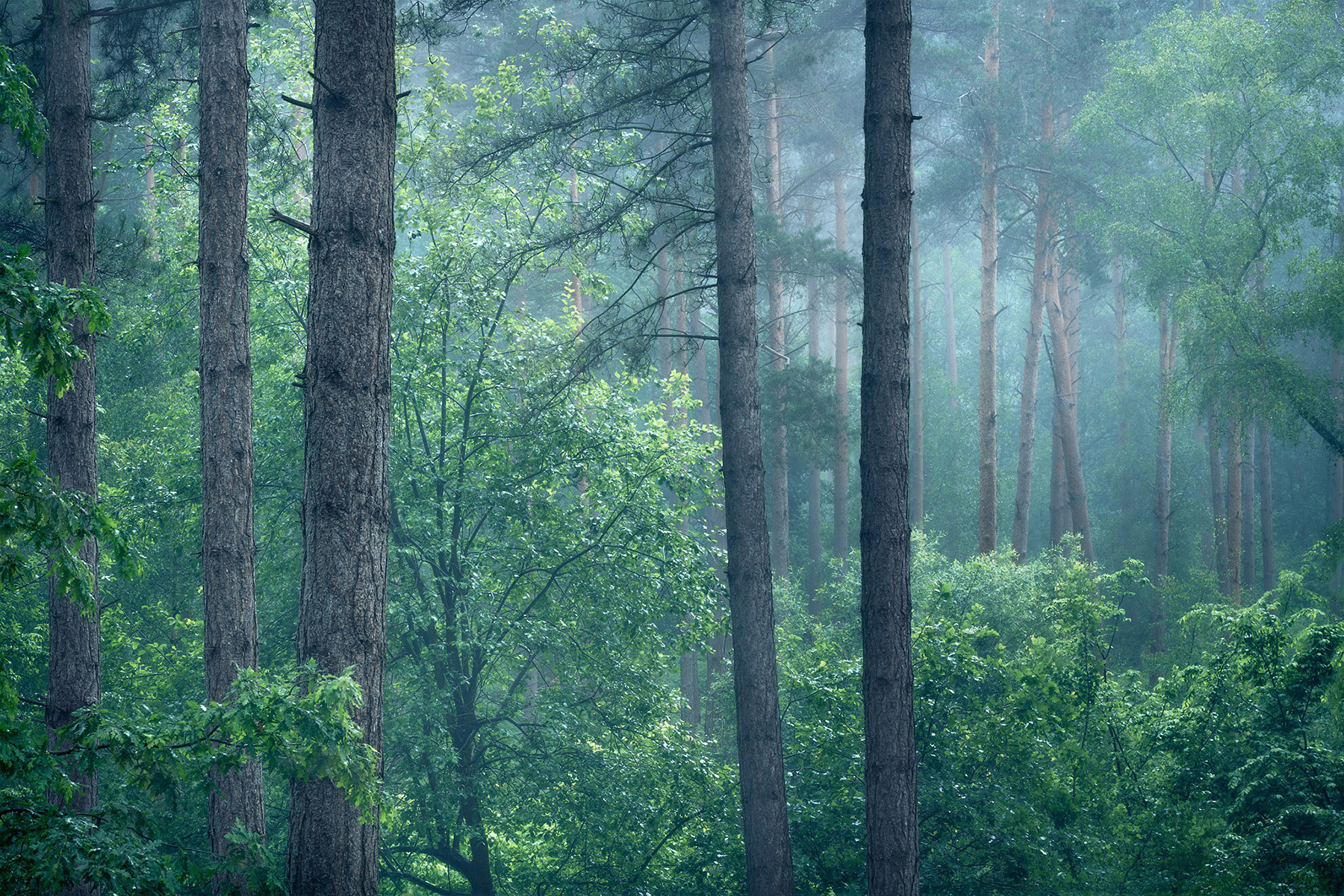 Intimate woodland landscape image from Broxbourne Wood, Herfordshire.