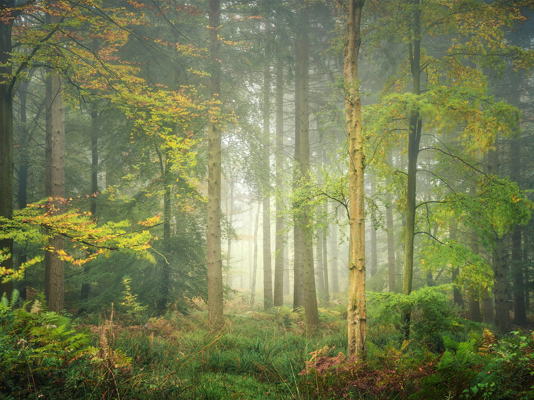 Intimate woodland landscape image from Broxbourne Wood, Herfordshire.