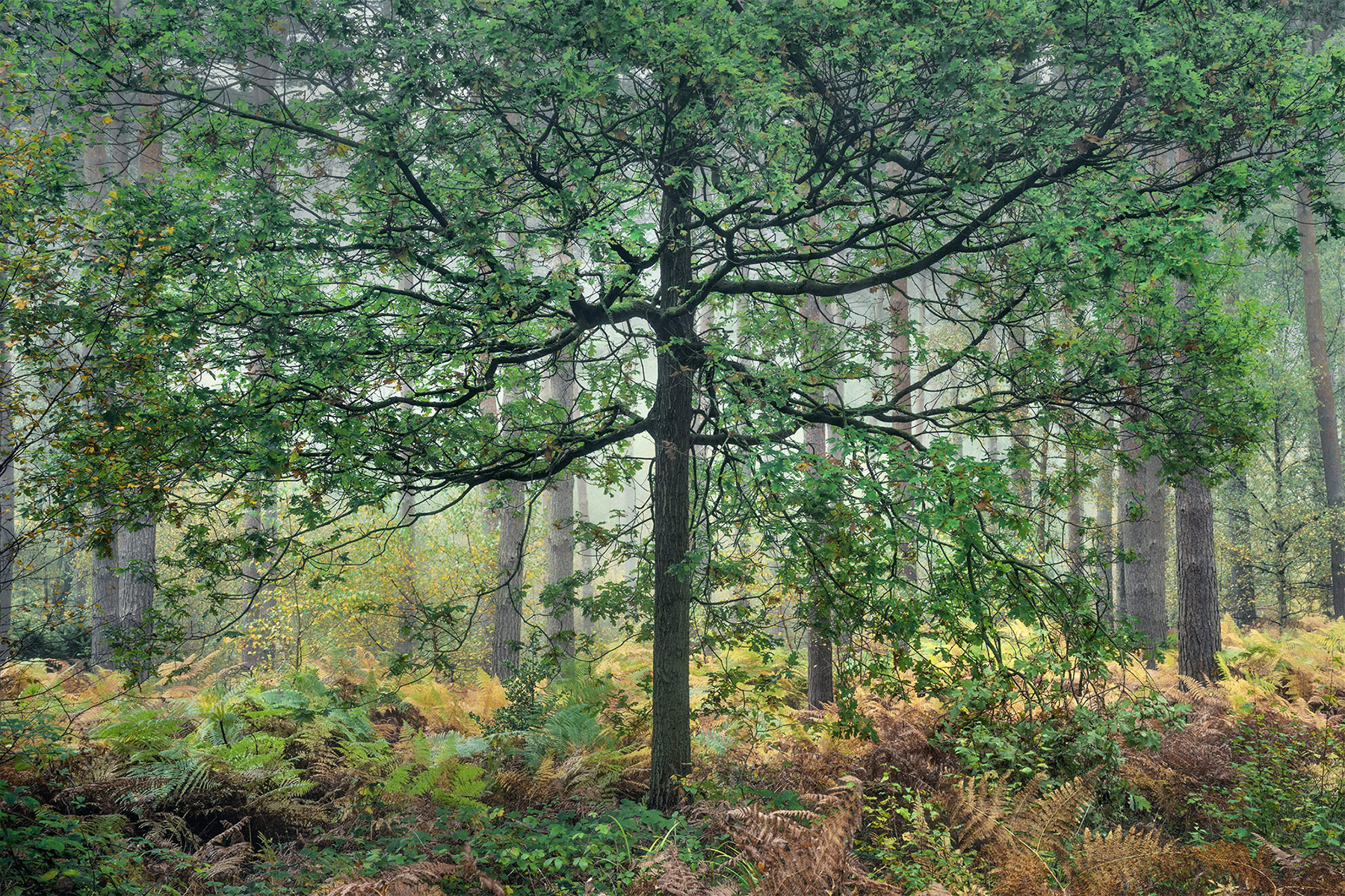 Intimate woodland landscape image from Broxbourne Wood, Herfordshire.