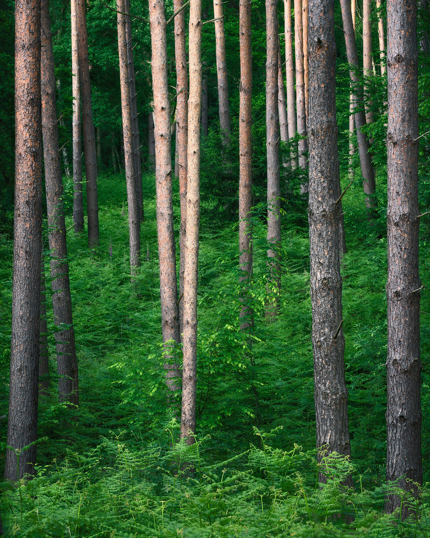 Intimate woodland landscape image from Broxbourne Wood, Herfordshire.