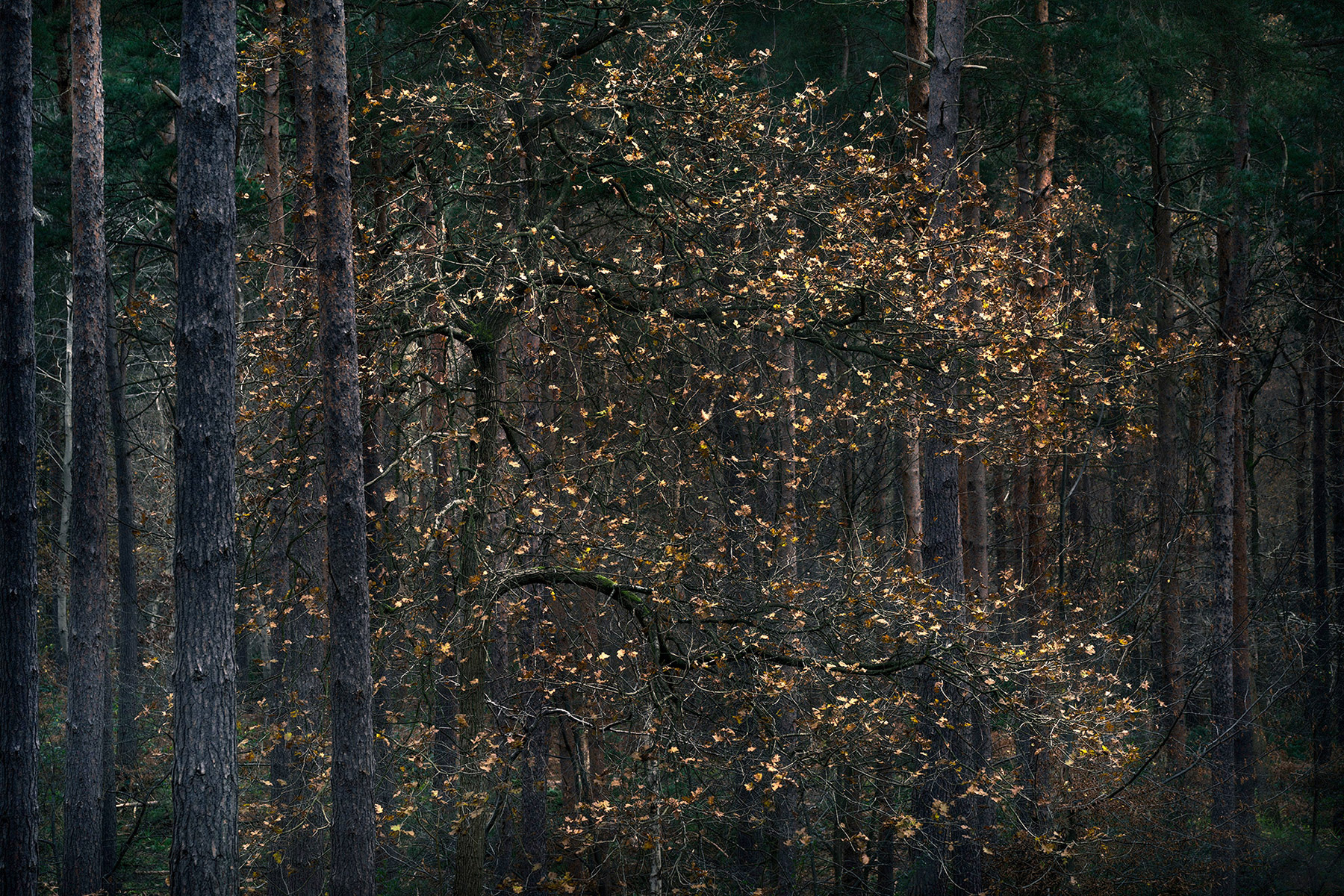 Intimate woodland landscape image from Broxbourne Wood, Herfordshire.