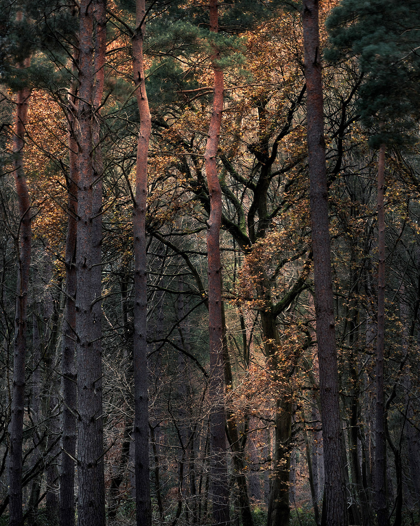 Intimate woodland landscape image from Broxbourne Wood, Herfordshire.