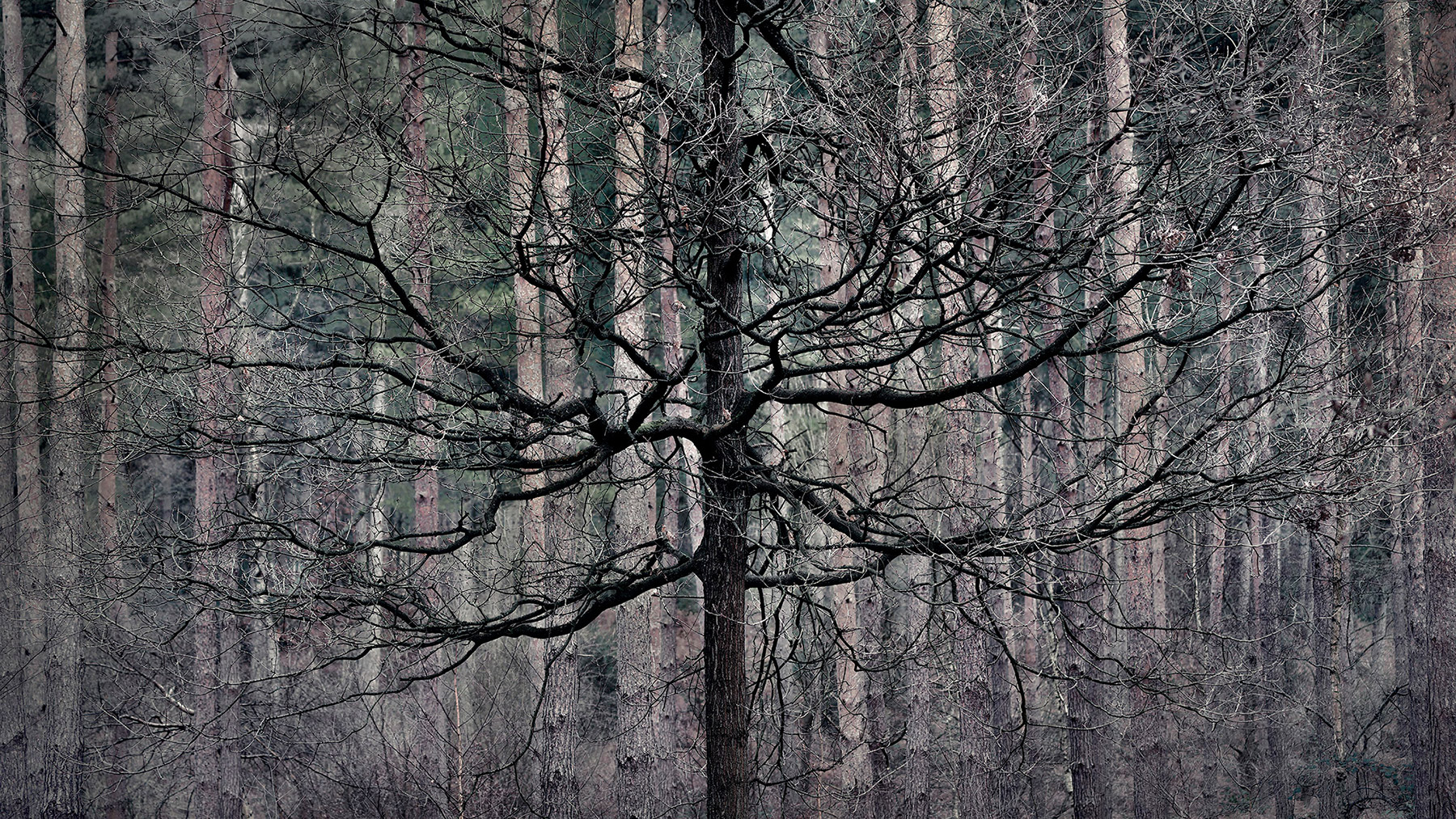 Intimate woodland landscape image from Broxbourne Wood, Herfordshire.
