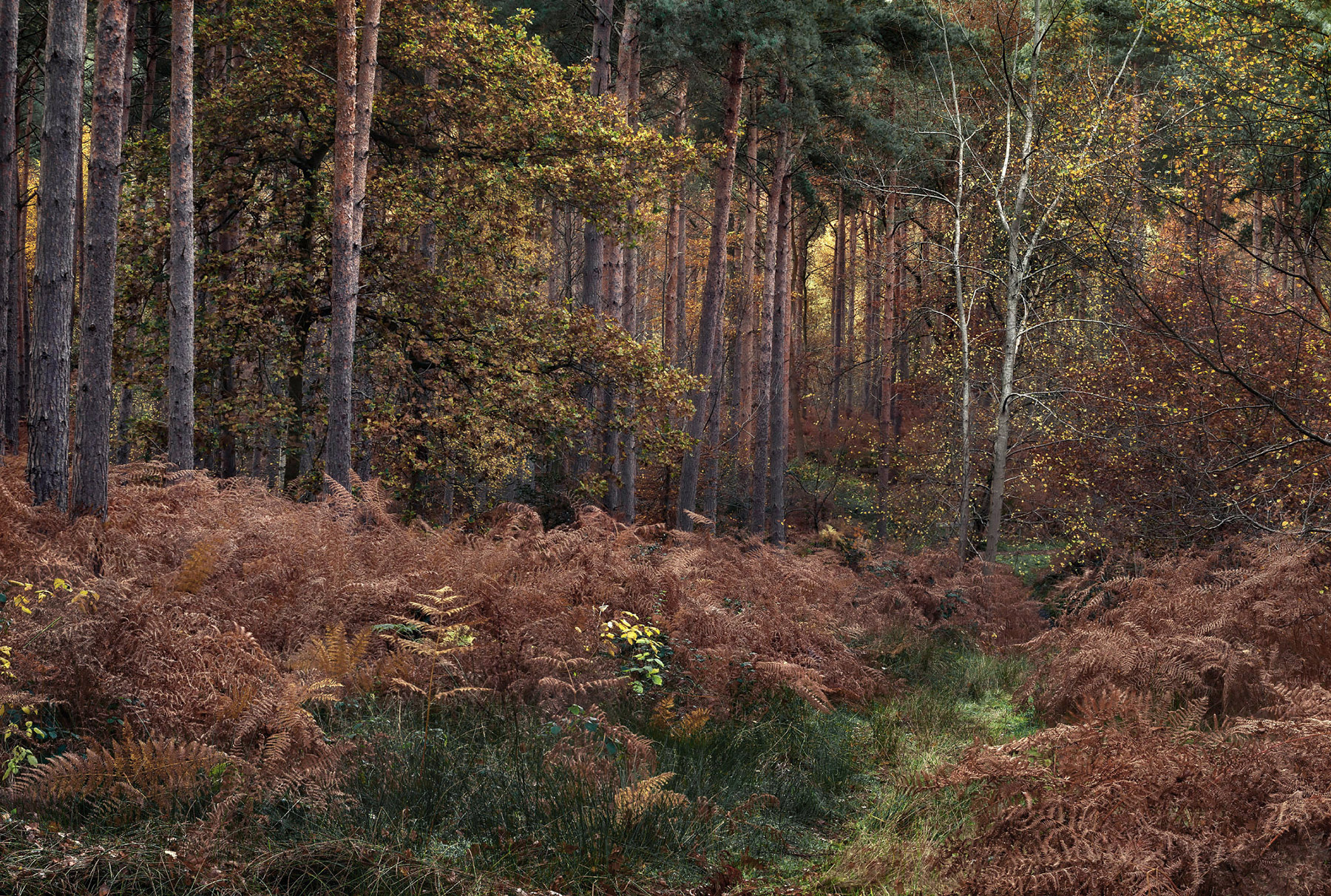 Intimate woodland landscape image from Broxbourne Wood, Herfordshire.