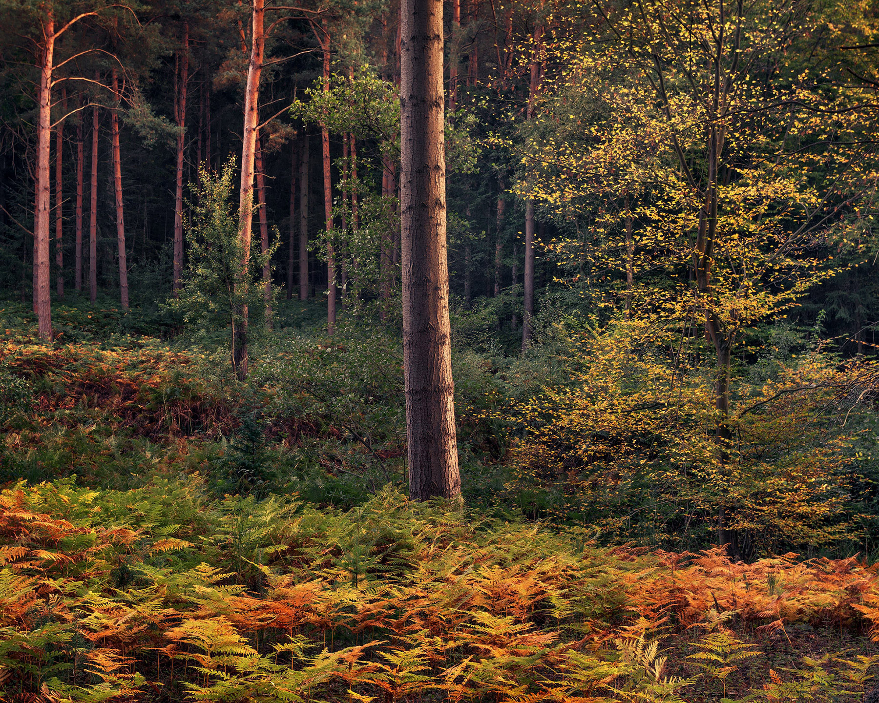 Intimate woodland landscape image from Broxbourne Wood, Herfordshire.