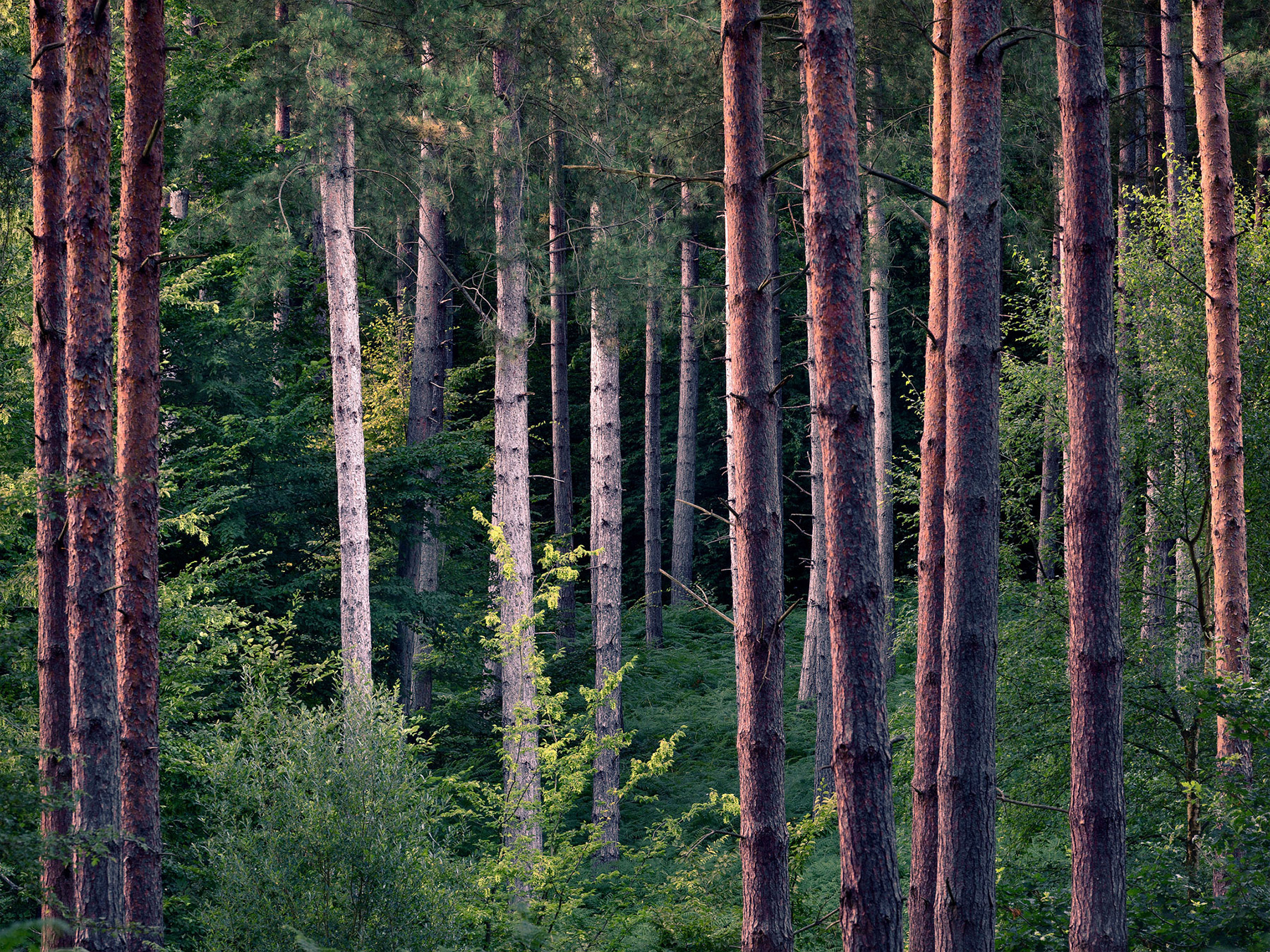 Intimate woodland landscape image from Broxbourne Wood, Herfordshire.