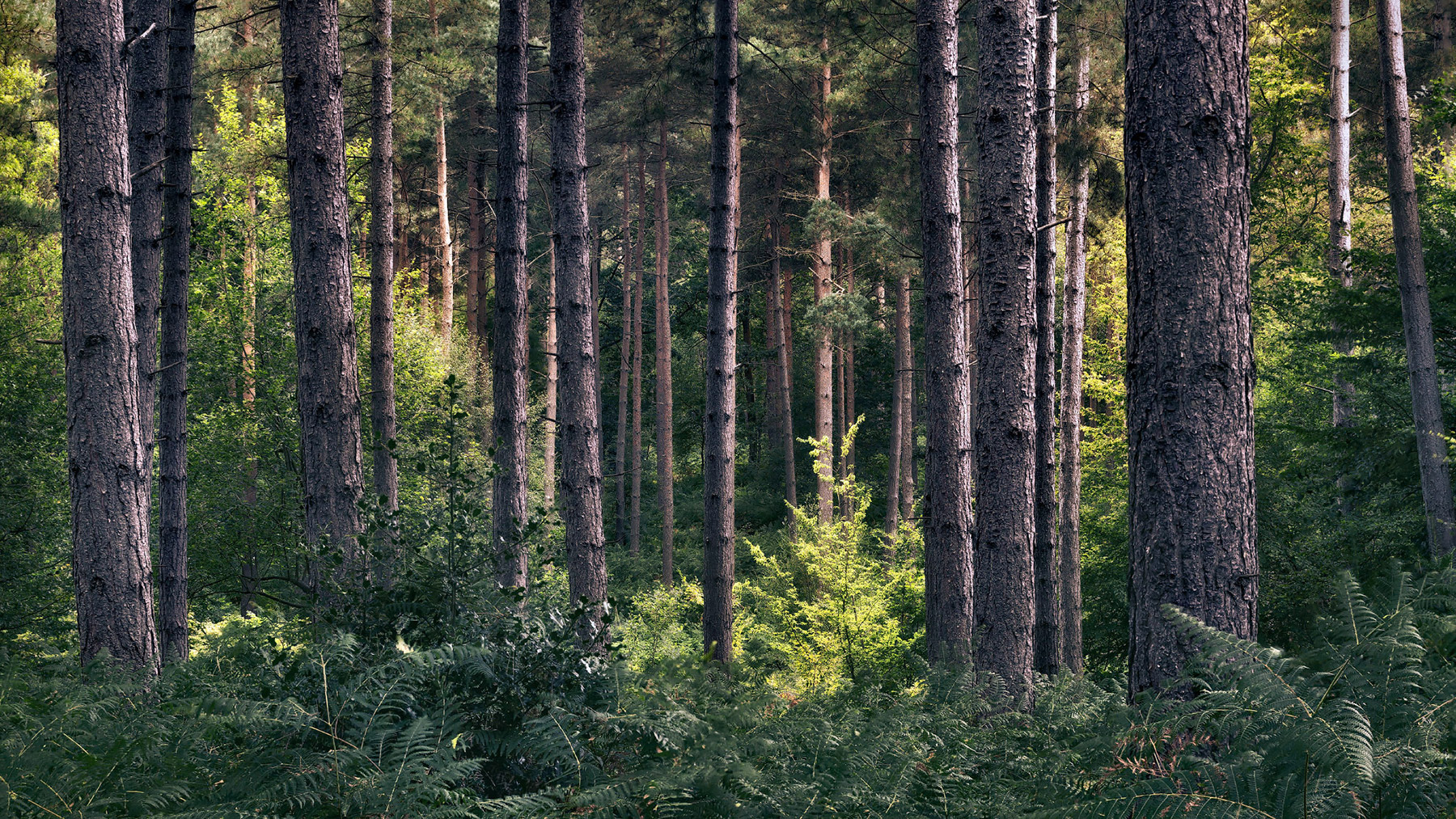 Intimate woodland landscape image from Broxbourne Wood, Herfordshire.