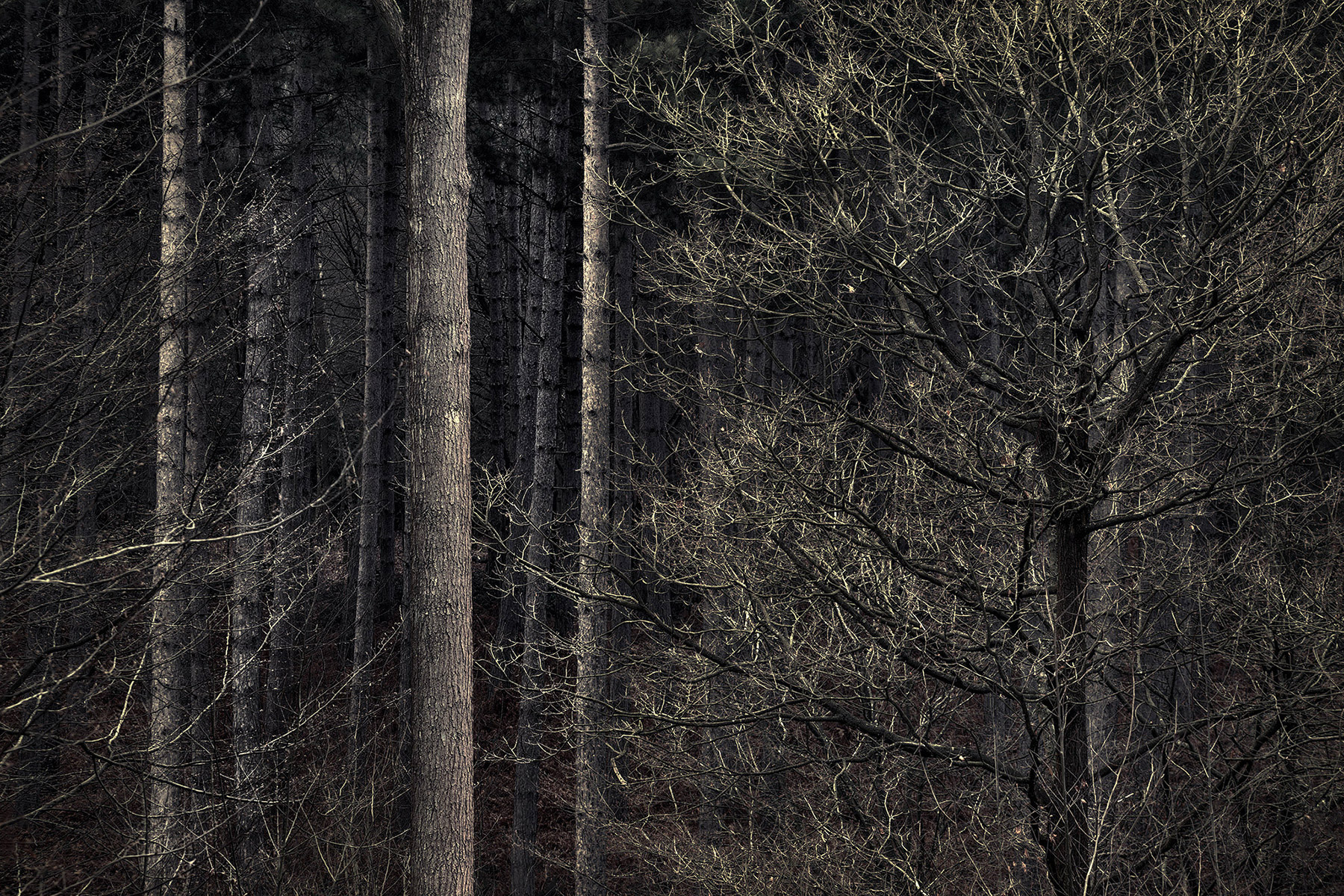 Intimate woodland landscape image from Broxbourne Wood, Herfordshire.