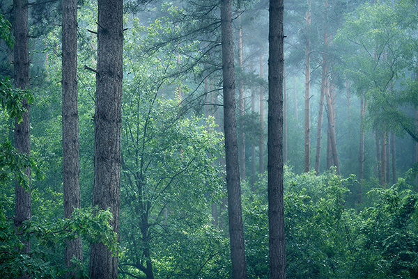 Intimate woodland landscape image from Broxbourne Wood, Herfordshire.