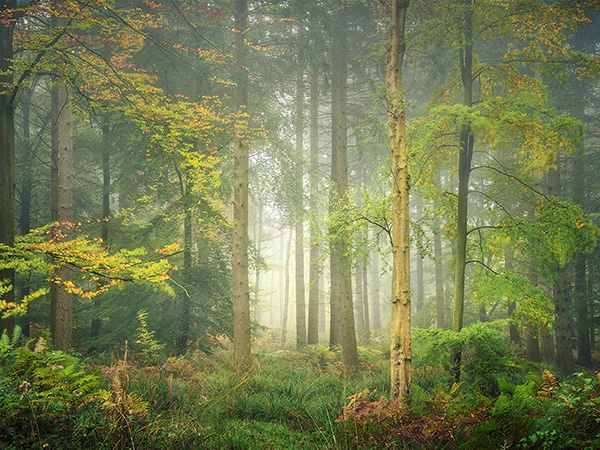 Intimate woodland landscape image from Broxbourne Wood, Herfordshire.