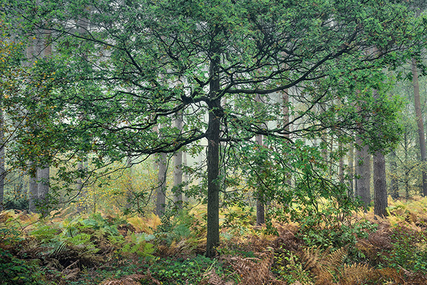 Intimate woodland landscape image from Broxbourne Wood, Herfordshire.