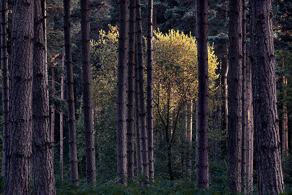 Intimate woodland landscape image from Broxbourne Wood, Herfordshire.