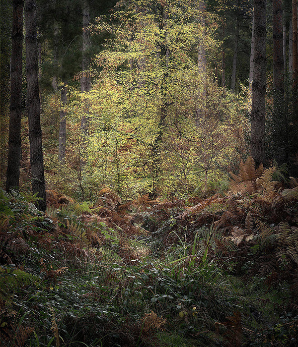 Intimate woodland landscape image from Broxbourne Wood, Herfordshire.