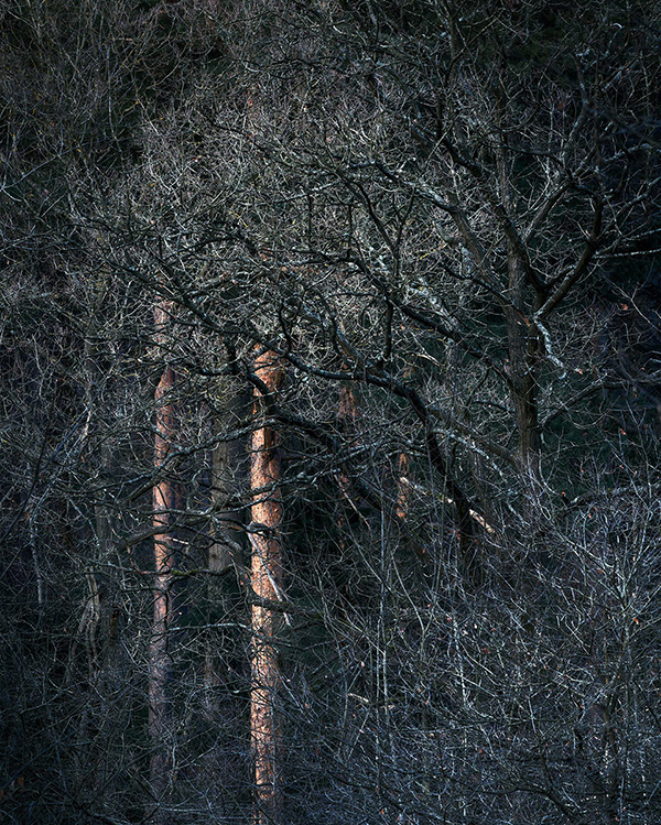 Intimate woodland landscape image from Broxbourne Wood, Herfordshire.