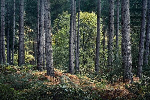 Intimate woodland landscape image from Broxbourne Wood, Herfordshire.