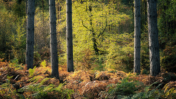Intimate woodland landscape image from Broxbourne Wood, Herfordshire.
