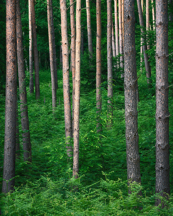 Intimate woodland landscape image from Broxbourne Wood, Herfordshire.