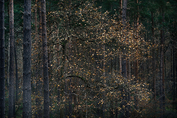 Intimate woodland landscape image from Broxbourne Wood, Herfordshire.