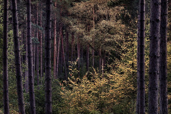 Intimate woodland landscape image from Broxbourne Wood, Herfordshire.