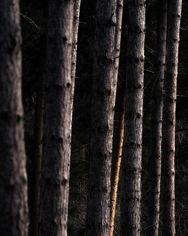Intimate woodland landscape image from Broxbourne Wood, Herfordshire.