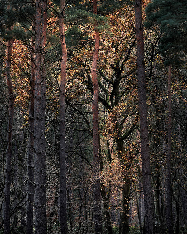 Intimate woodland landscape image from Broxbourne Wood, Herfordshire.