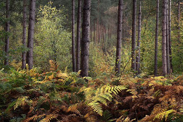 Intimate woodland landscape image from Broxbourne Wood, Herfordshire.