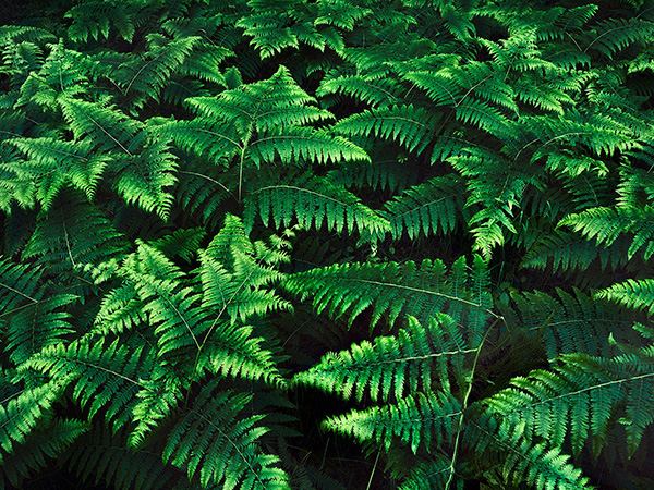 Intimate woodland landscape image from Broxbourne Wood, Herfordshire.