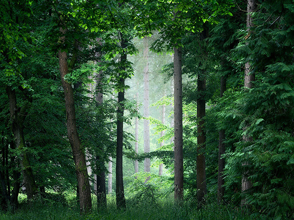 Intimate woodland landscape image from Broxbourne Wood, Herfordshire.
