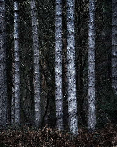 broxbourne wood
