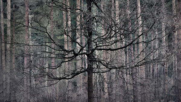 Intimate woodland landscape image from Broxbourne Wood, Herfordshire.