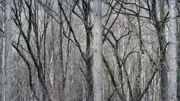 Intimate woodland landscape image from Broxbourne Wood, Herfordshire.