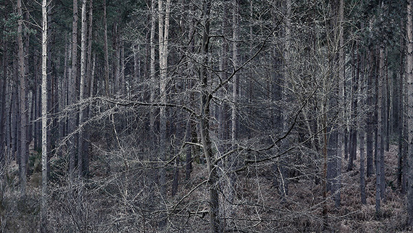 Intimate woodland landscape image from Broxbourne Wood, Herfordshire.