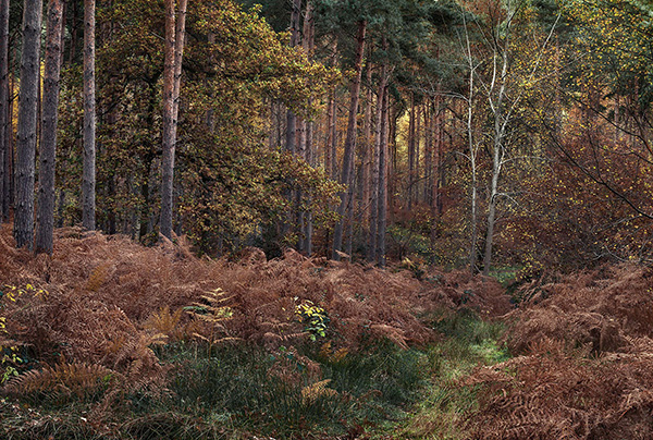 Intimate woodland landscape image from Broxbourne Wood, Herfordshire.