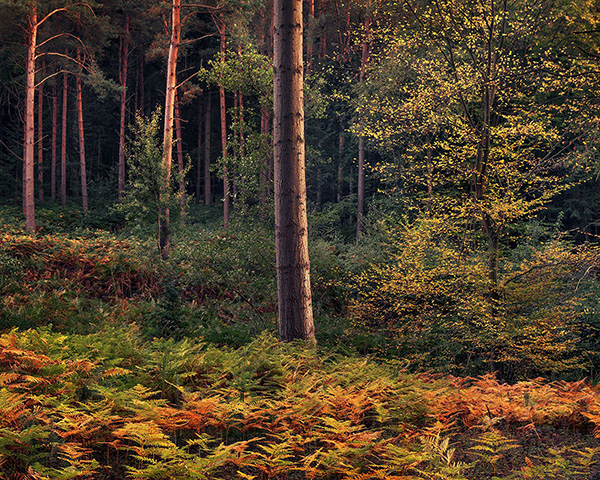 Intimate woodland landscape image from Broxbourne Wood, Herfordshire.
