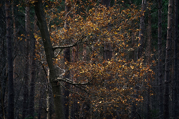 Intimate woodland landscape image from Broxbourne Wood, Herfordshire.