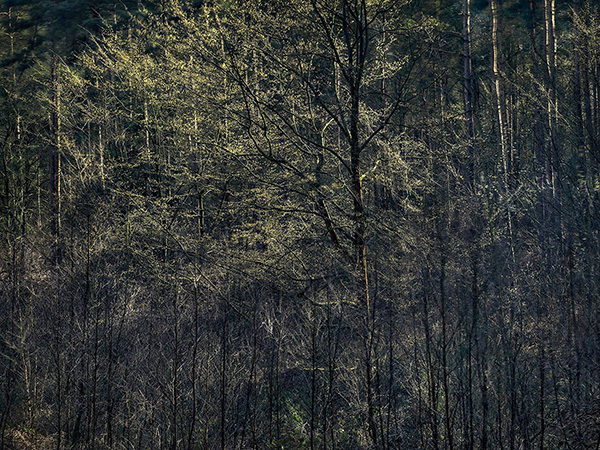 Intimate woodland landscape image from Broxbourne Wood, Herfordshire.