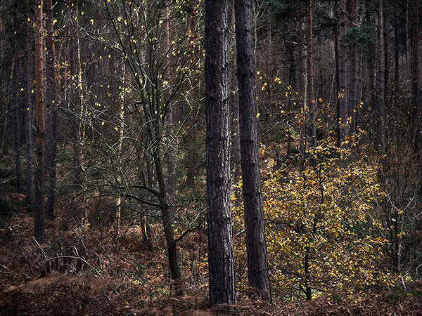 Intimate woodland landscape image from Broxbourne Wood, Herfordshire.