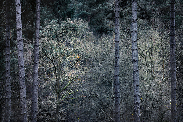 Intimate woodland landscape image from Broxbourne Wood, Herfordshire.