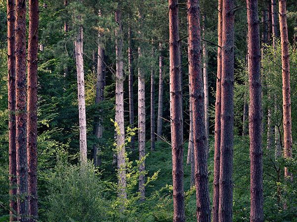 Intimate woodland landscape image from Broxbourne Wood, Herfordshire.