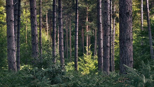 Intimate woodland landscape image from Broxbourne Wood, Herfordshire.