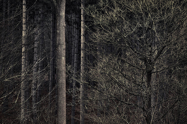 Intimate woodland landscape image from Broxbourne Wood, Herfordshire.