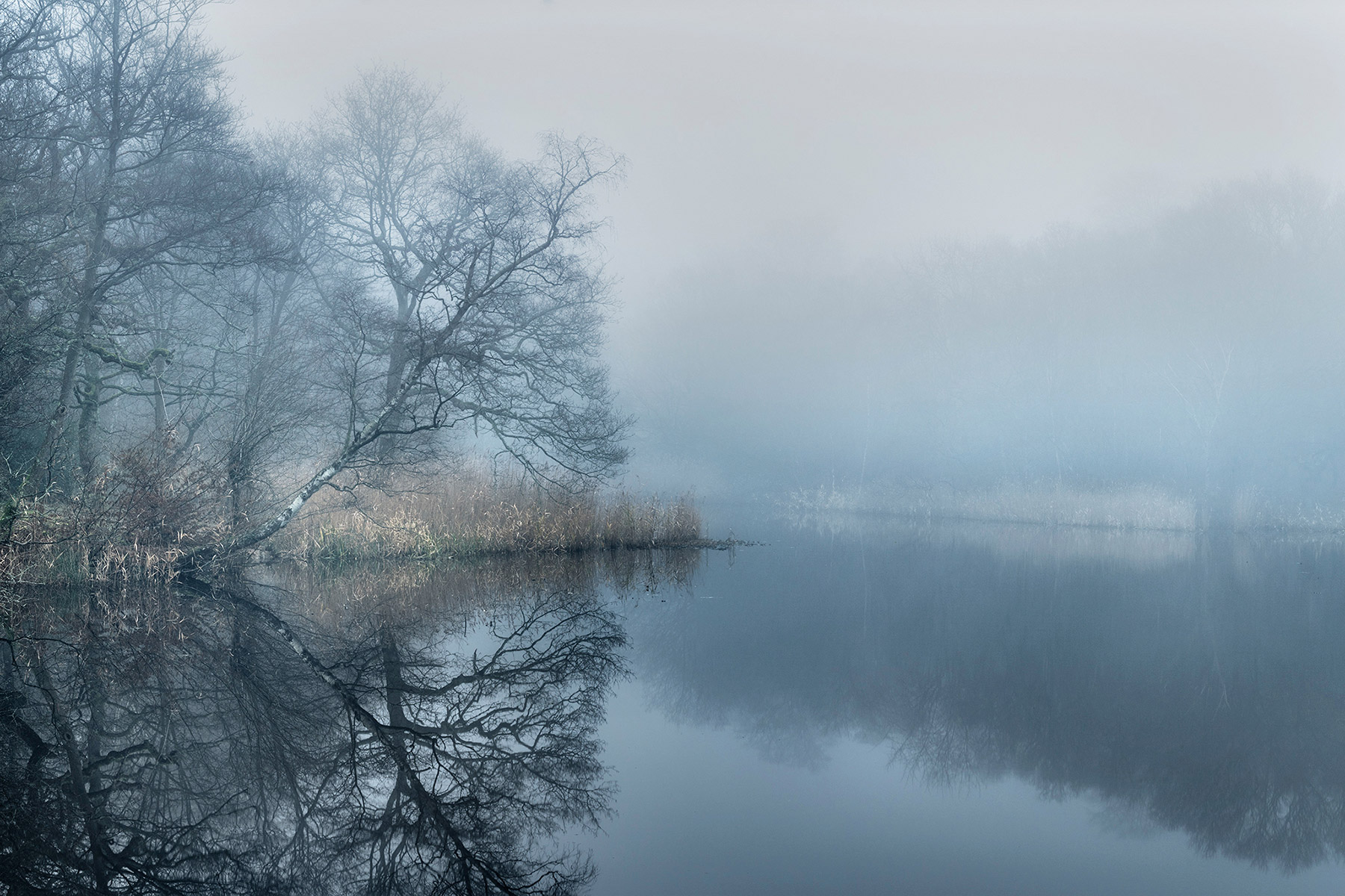 A woodland landscape photograph made in Epping Forest, Essex.