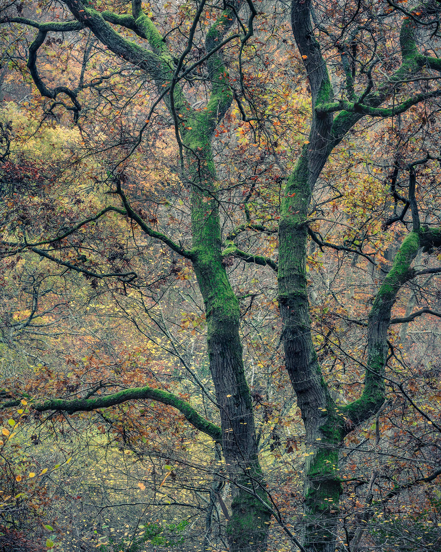 A woodland landscape photograph made in Epping Forest, Essex.