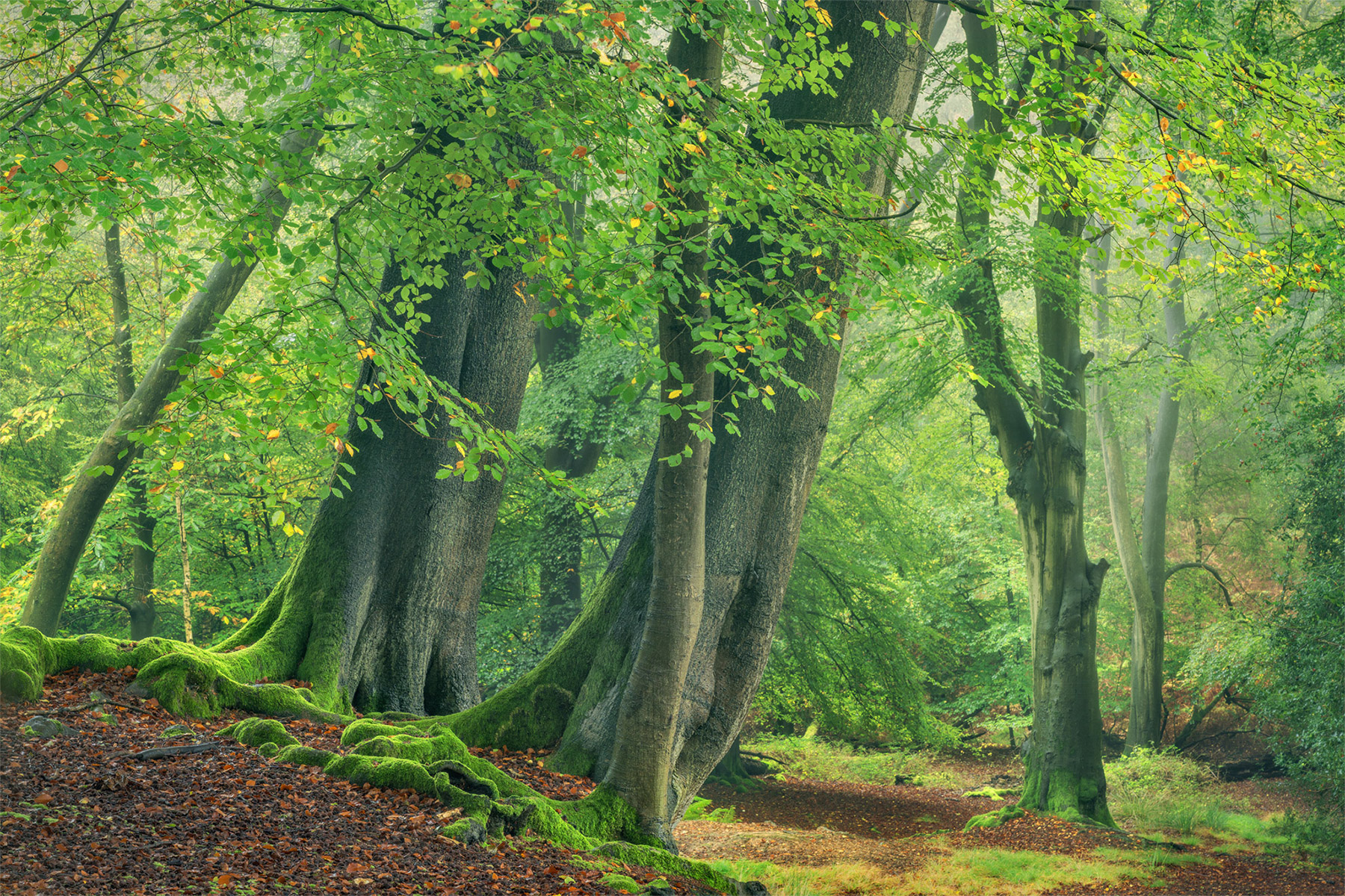 A woodland landscape photograph made in Epping Forest, Essex.