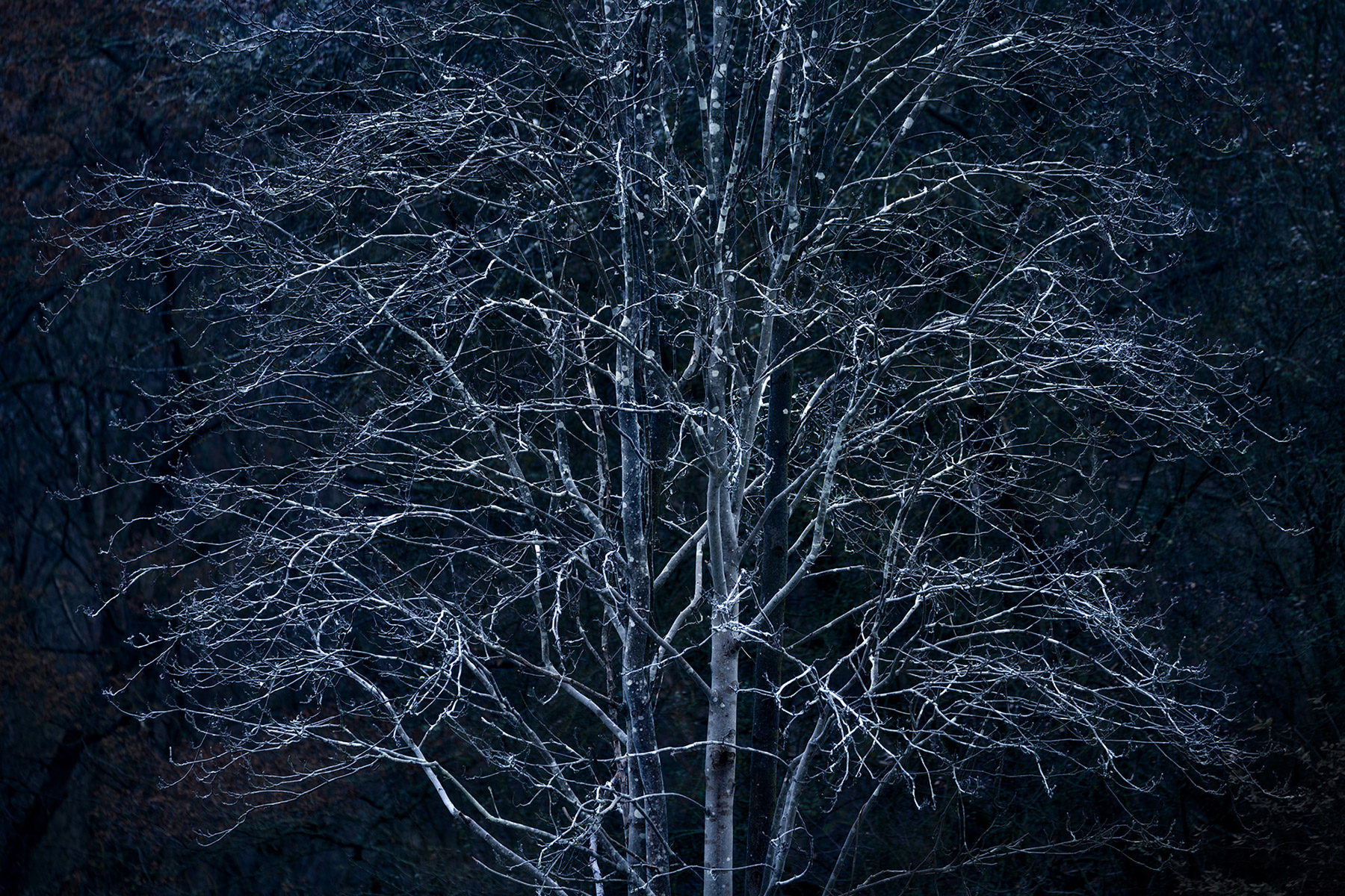 A woodland landscape photograph made in Epping Forest, Essex.