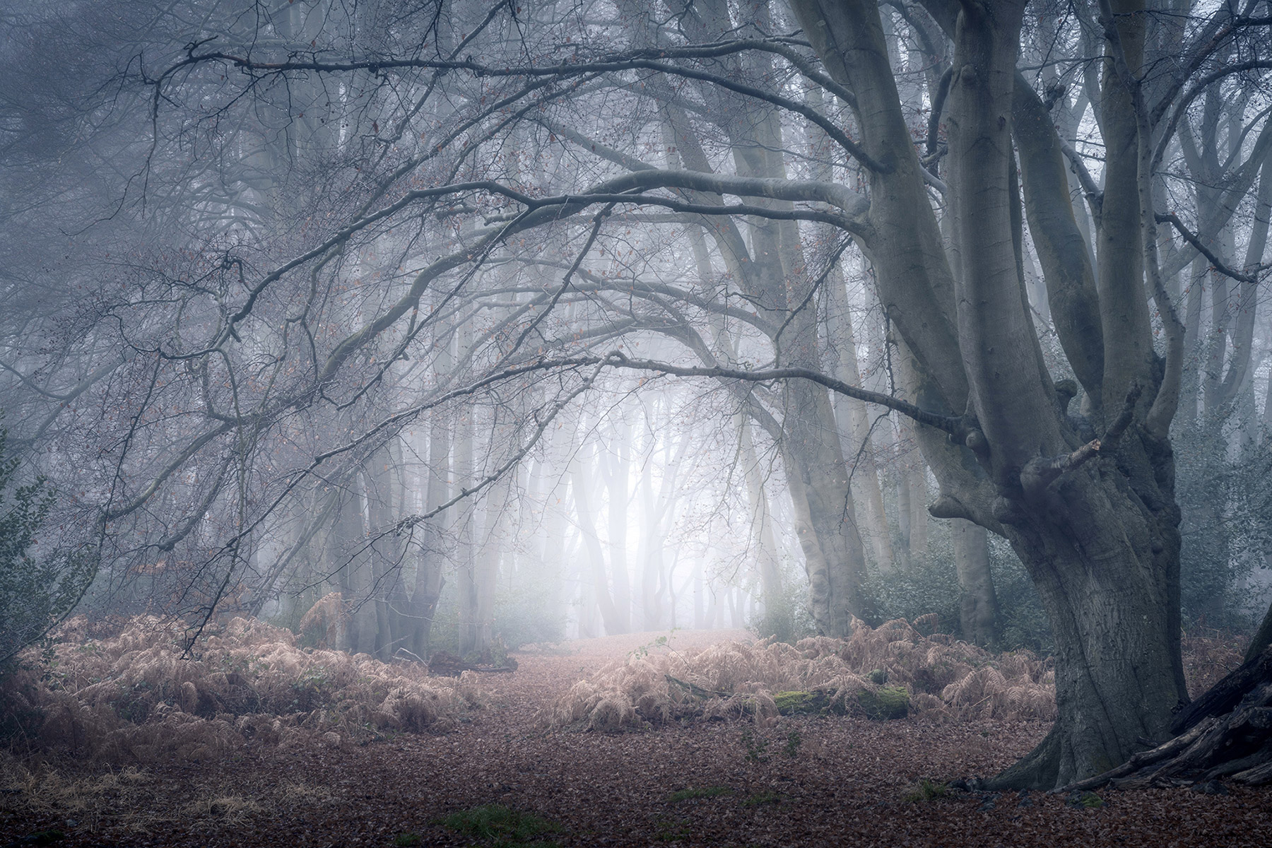 A woodland landscape photograph made in Epping Forest, Essex.