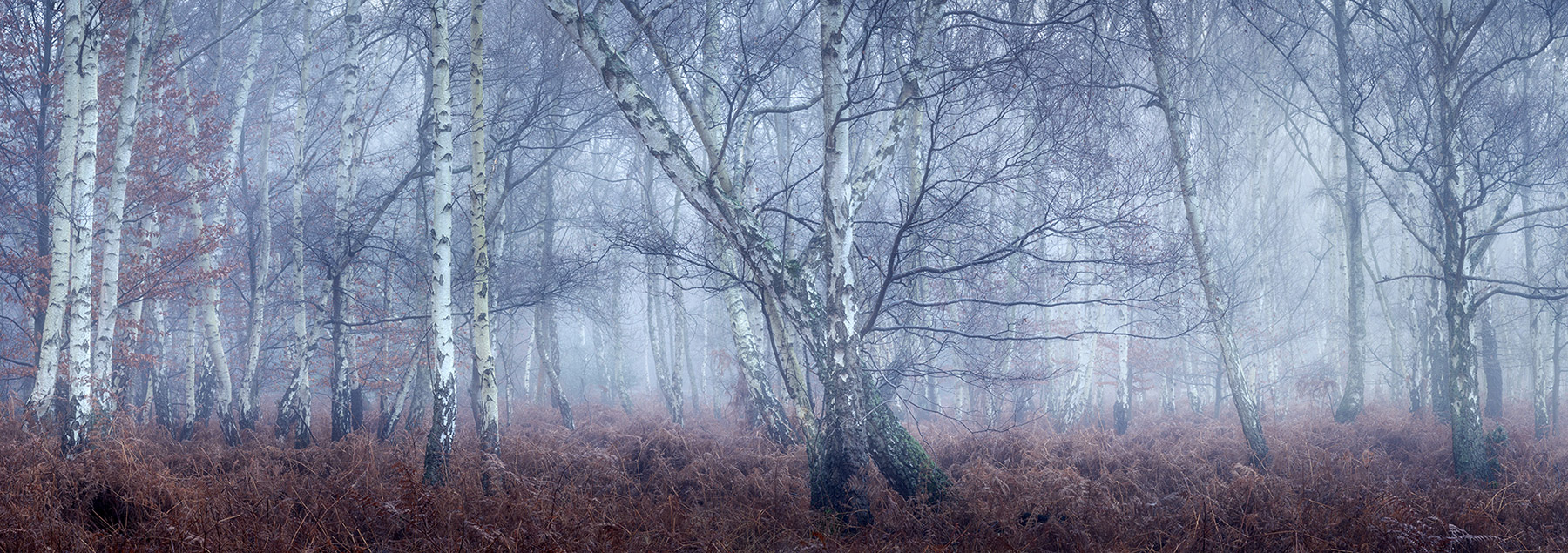 A woodland landscape photograph made in Epping Forest, Essex.