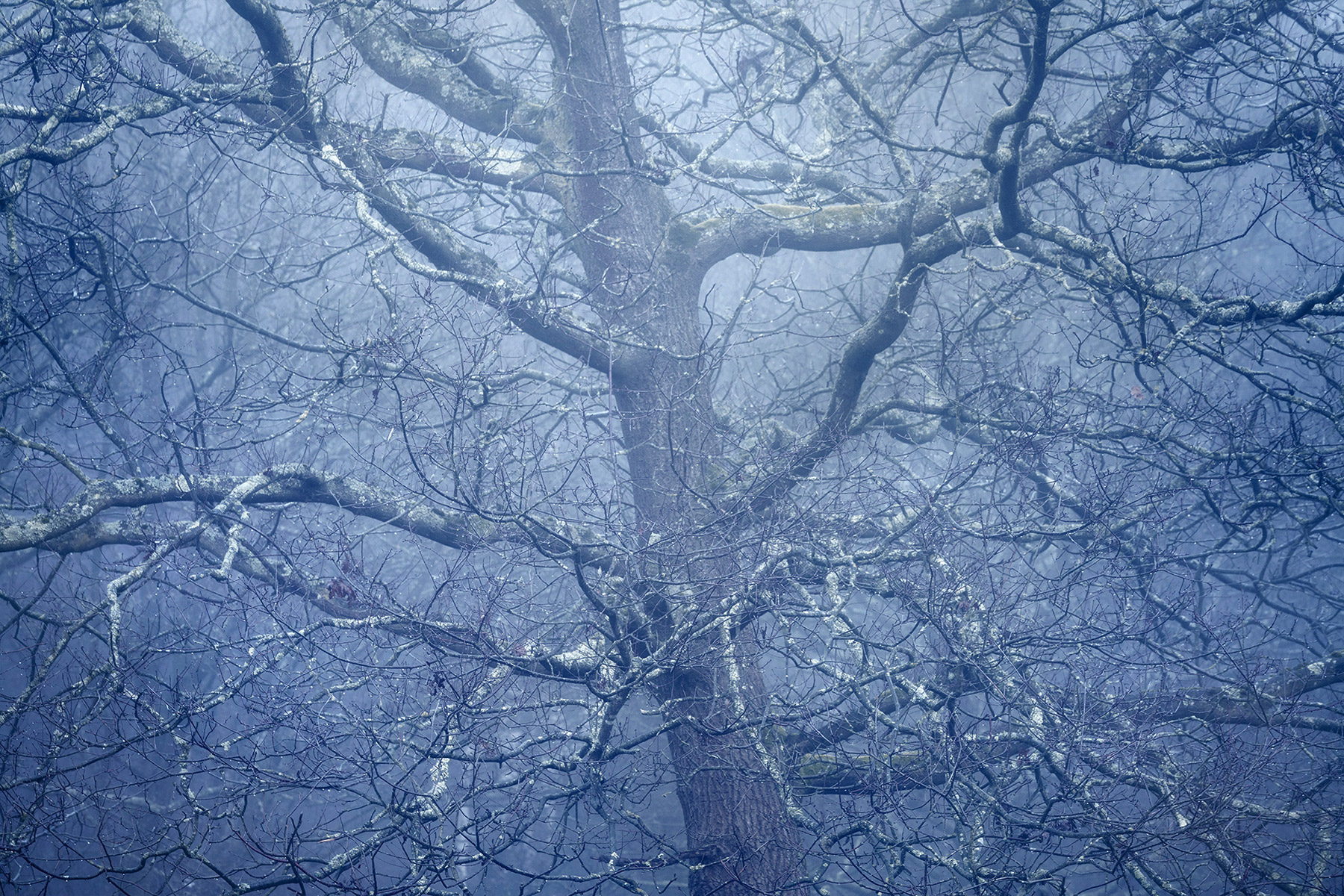 A woodland landscape photograph made in Epping Forest, Essex.