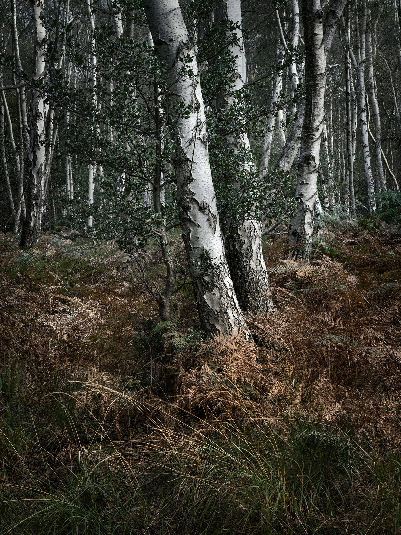 A woodland landscape photograph made in Epping Forest, Essex.