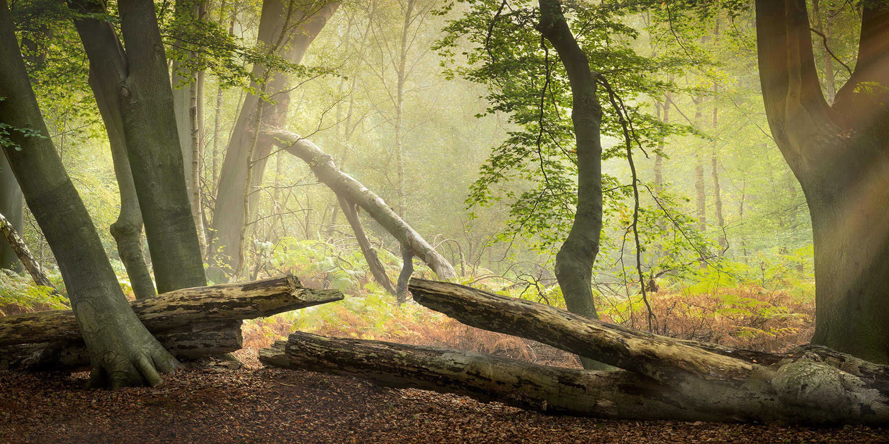 A woodland landscape photograph made in Epping Forest, Essex.